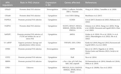 The role of alternative polyadenylation in breast cancer